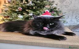 Maine Coon cats for stud: 2 XL Proven Studs 1 of them is a Tica Champion   in Royston - Image 23