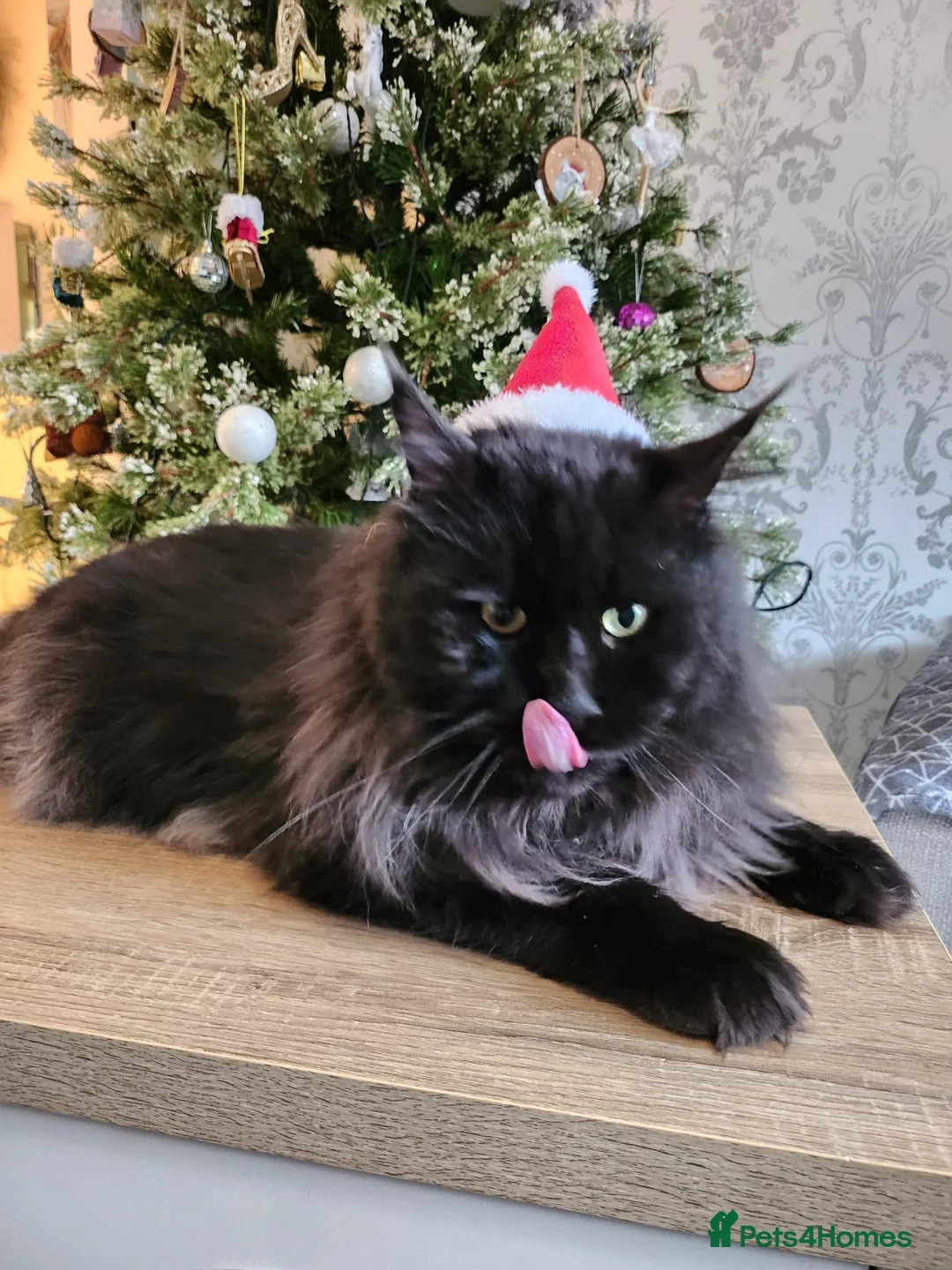 Maine Coon cats for stud: 2 XL Proven Studs 1 of them is a Tica Champion   in Royston - Advert 18