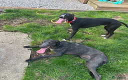 Whippet dogs for sale: Toby , 6 month old whippet  - Image 3