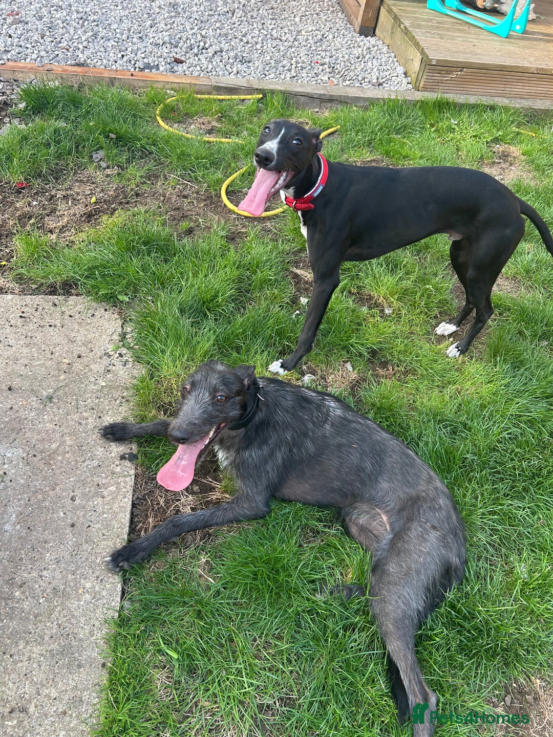 Whippet dogs for sale: Toby , 6 month old whippet  - Image 3