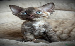 Devon Rex cats for sale: GCCF registered Pedigree Devon Rex Kittens Champ.  - Image 6