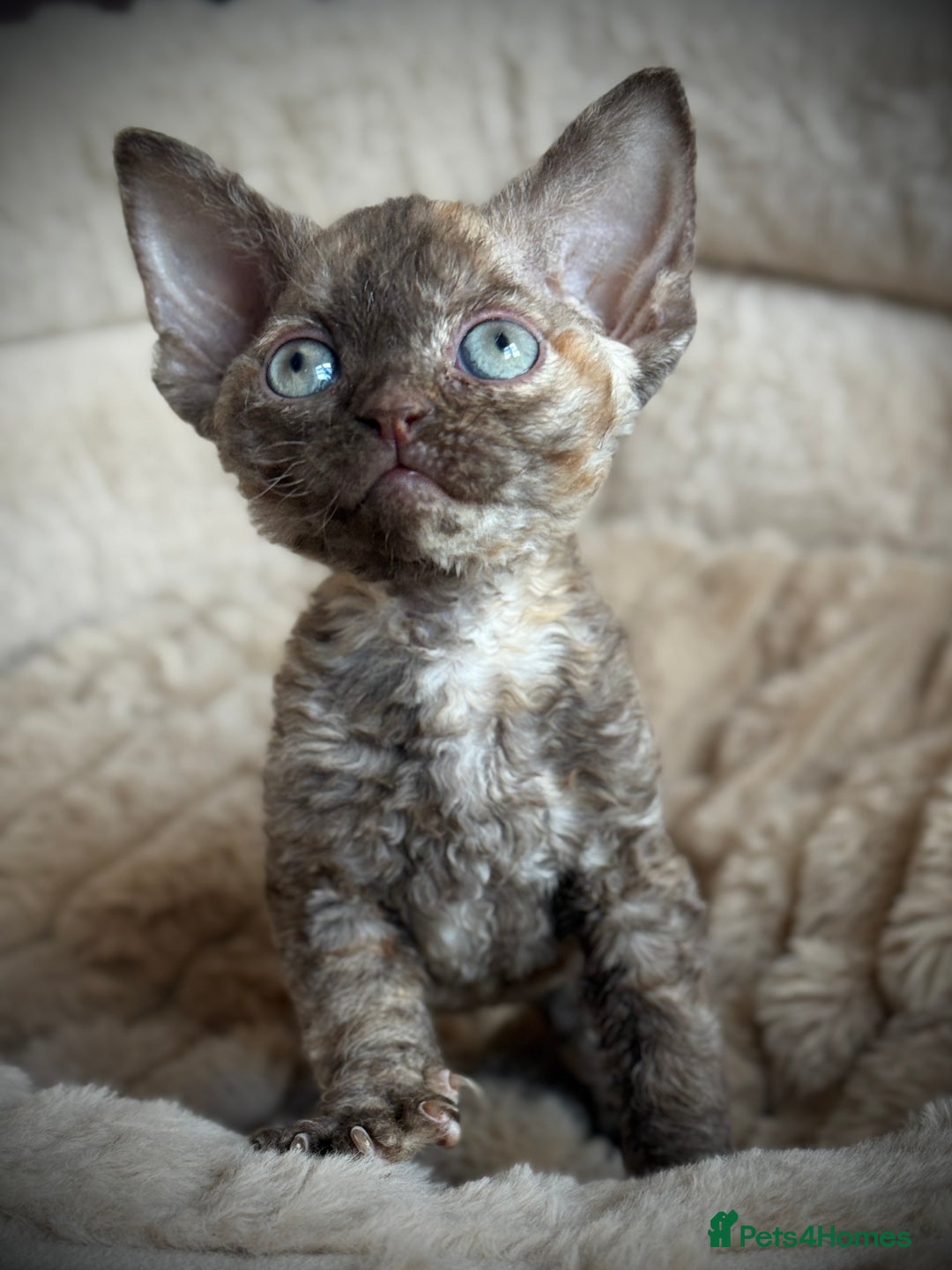 Devon Rex cats for sale: GCCF registered Pedigree Devon Rex Kittens Champ.  - Image 6