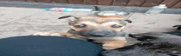 Mixed Breed dogs for sale: German Shepherd cross mali pups - Advert 5