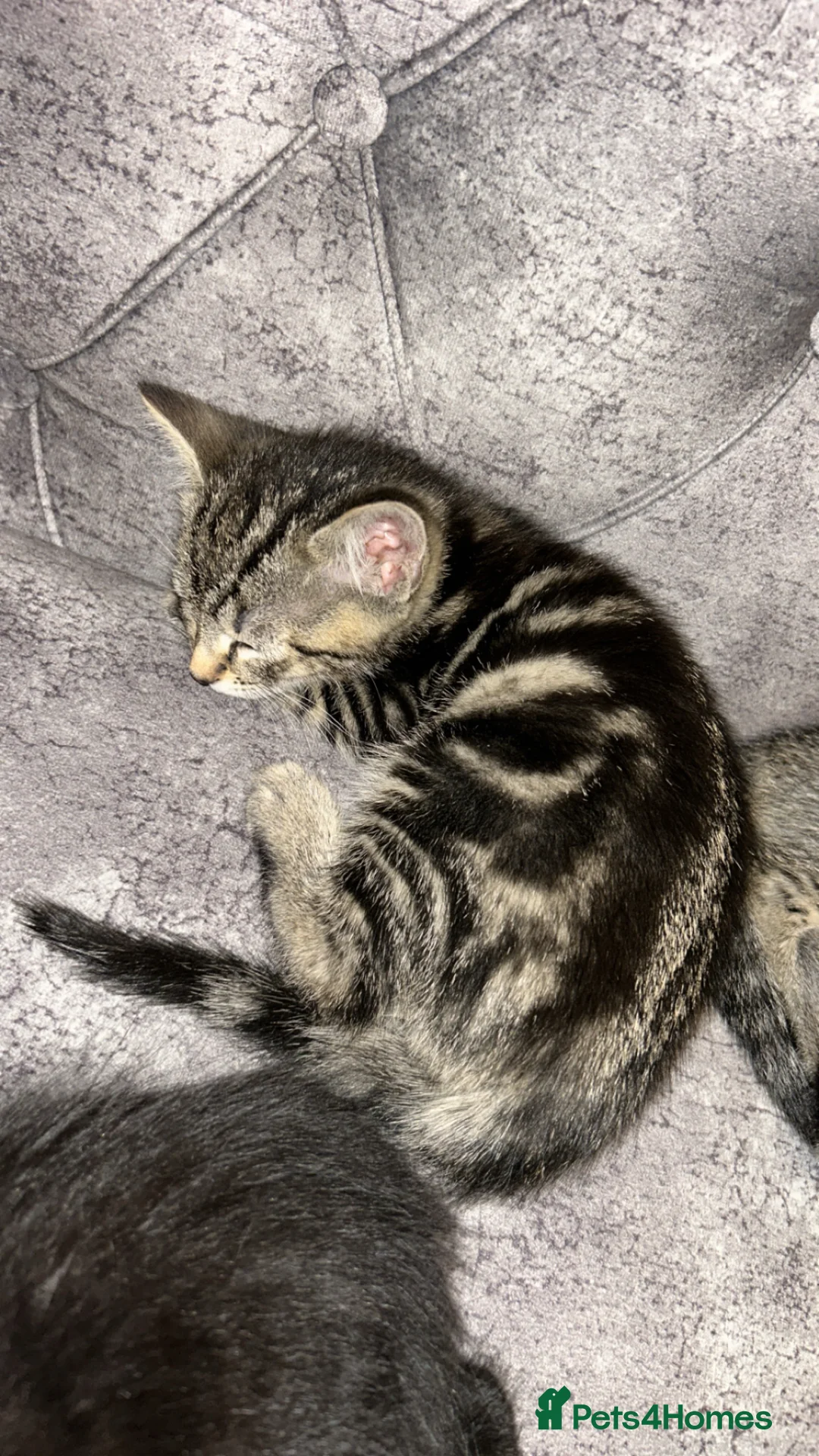 Domestic Shorthair cats for sale: Stunning tabby kittens - Advert 2