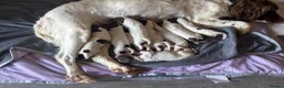 English Springer Spaniel dogs for sale: Miggers  - Advert 8