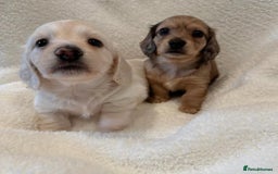 Miniature Dachshund dogs for sale: Miniature Dachshund puppies! - Image 7