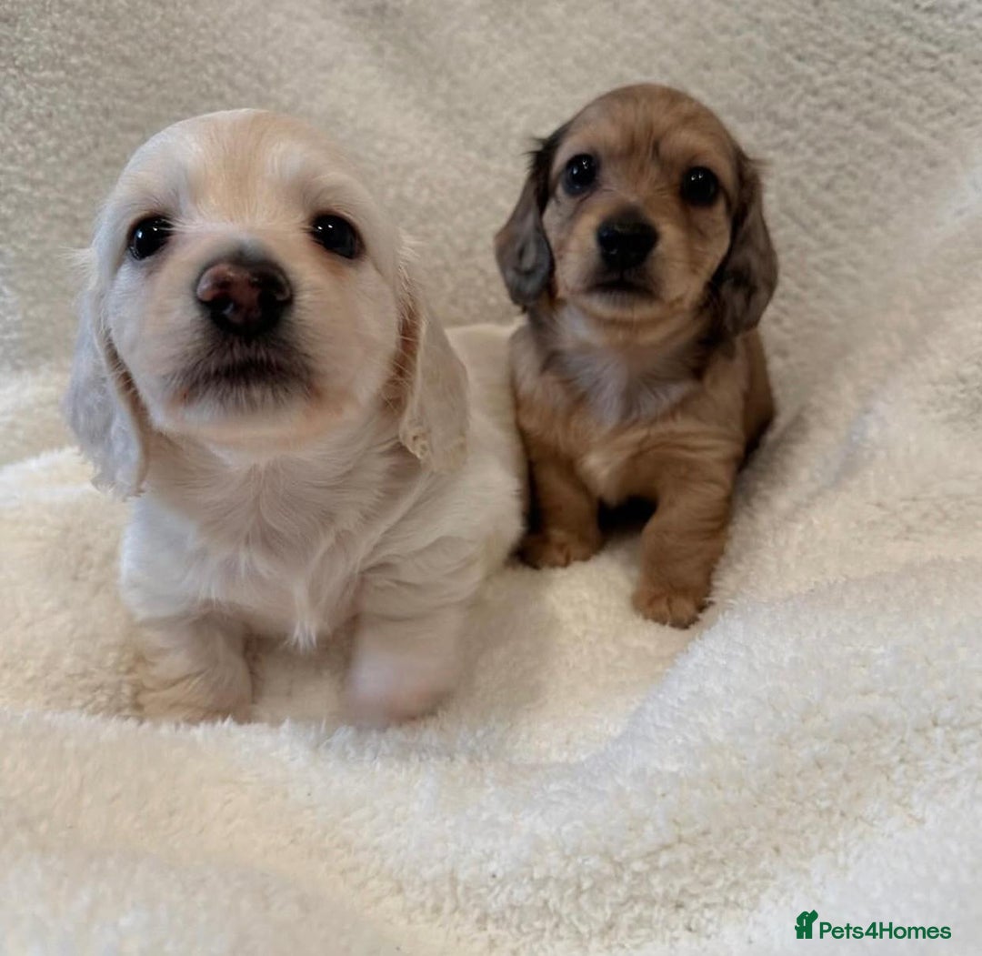 Miniature Dachshund dogs for sale: Miniature Dachshund puppies! - Image 7