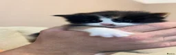 Mixed Breed cats for sale: Two beautiful kittens - Advert 6