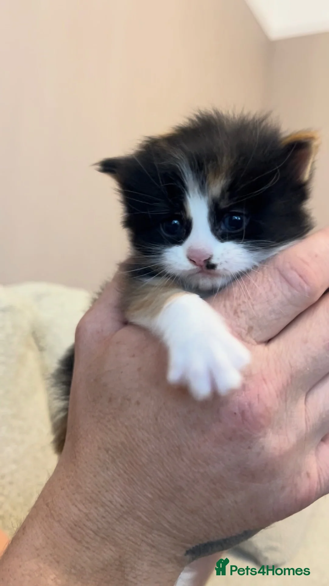 Mixed Breed cats for sale: Two beautiful kittens - Advert 6