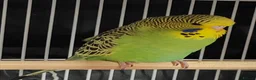 Budgerigars birds for sale: Beautiful Baby Budgies available  - Advert 4