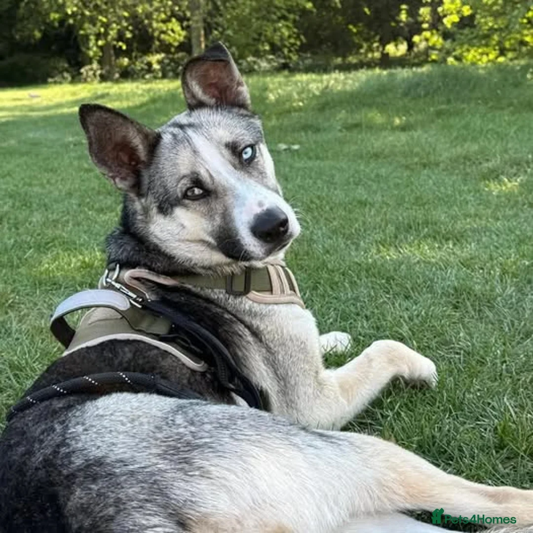 Mixed Breed dogs for adoption: 💔 No applications yet for Kaida 💔 in London - Advert 1