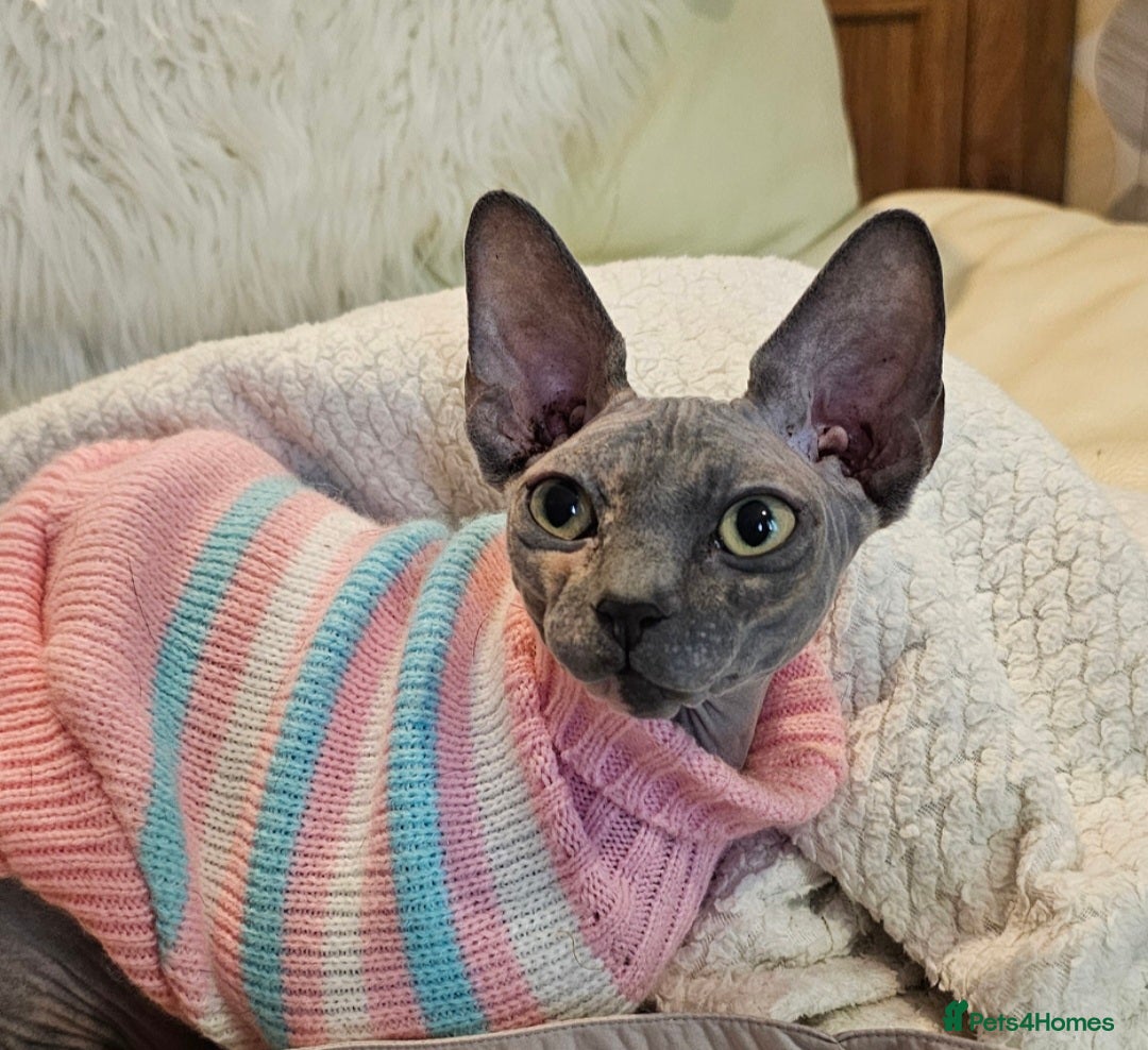 Sphynx cats for sale: FEMALE SPHYNX CAT - Image 6