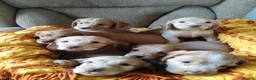 Cocker Spaniel dogs for sale: KC reg show type cocker spaniel pups for sale  in Dungannon - Advert 4