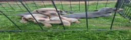Miniature Dachshund dogs for sale: READY NOW 3 boys left Blue dapple daxies - Advert 10
