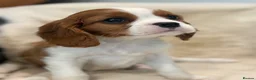 Cavalier King Charles Spaniel dogs for sale: Extensively health tested cavalier pups  - Advert 18
