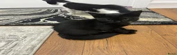 Mixed Breed cats for sale: Black & White Female & Black Male Kittens – Loving - Advert 3