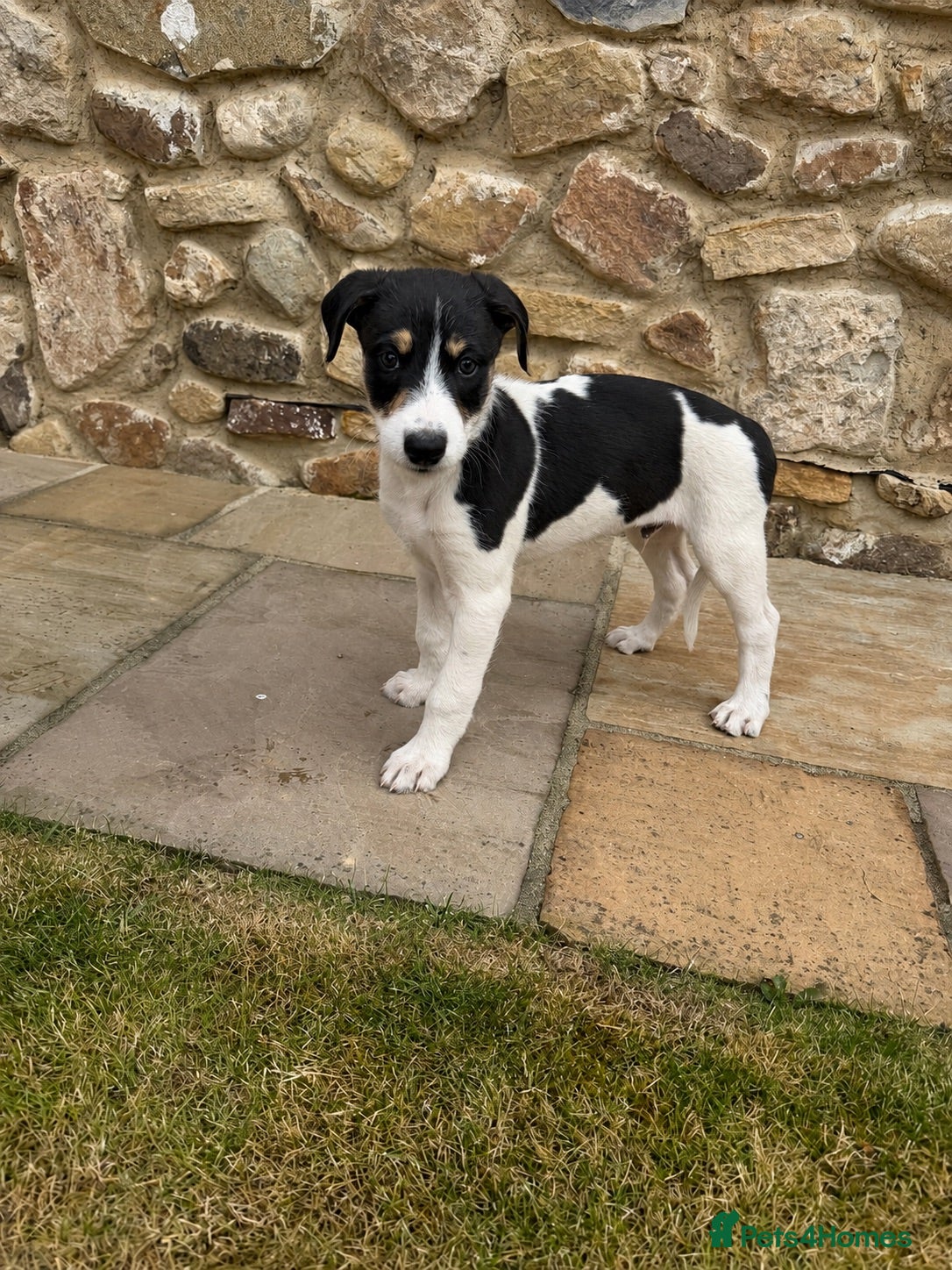 Lurcher dogs Wheaten Greyhound puppies - Advert 4