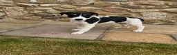 Lurcher dogs for sale: Wheaten Greyhound puppies - Advert 2