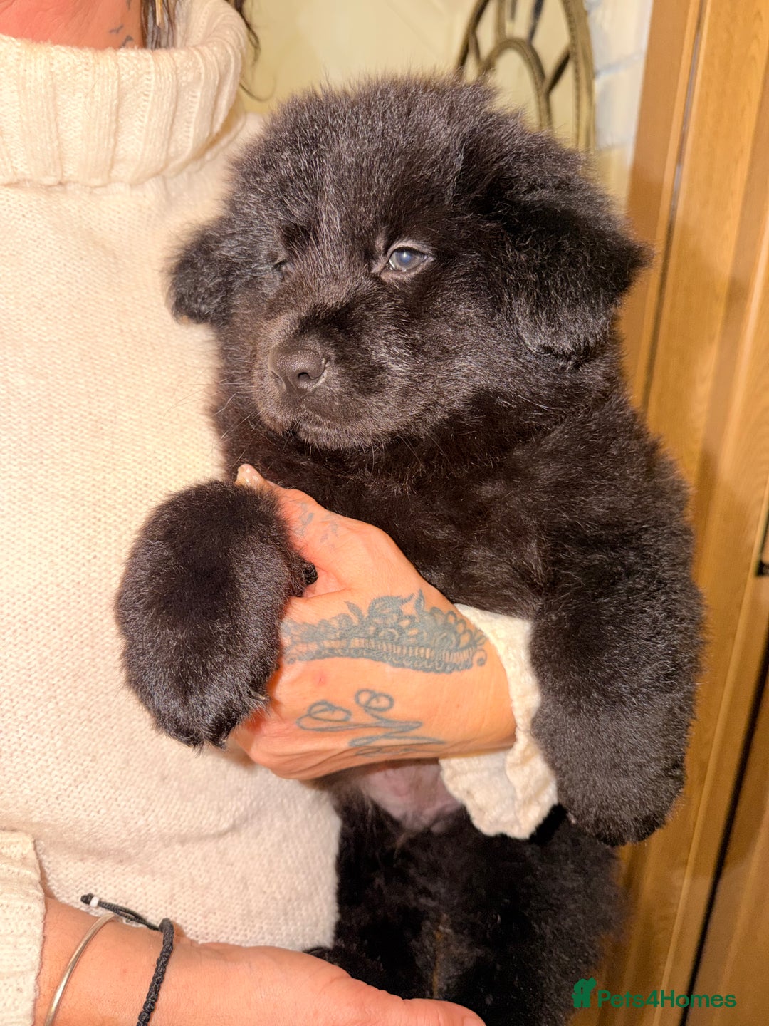 Mixed Breed dogs for sale: 🧸CHOW SHEPHERDS🧸 little bears ready now! - Advert 31