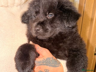 Mixed Breed dogs 🧸CHOW SHEPHERDS🧸 little bears ready now! - Advert 3