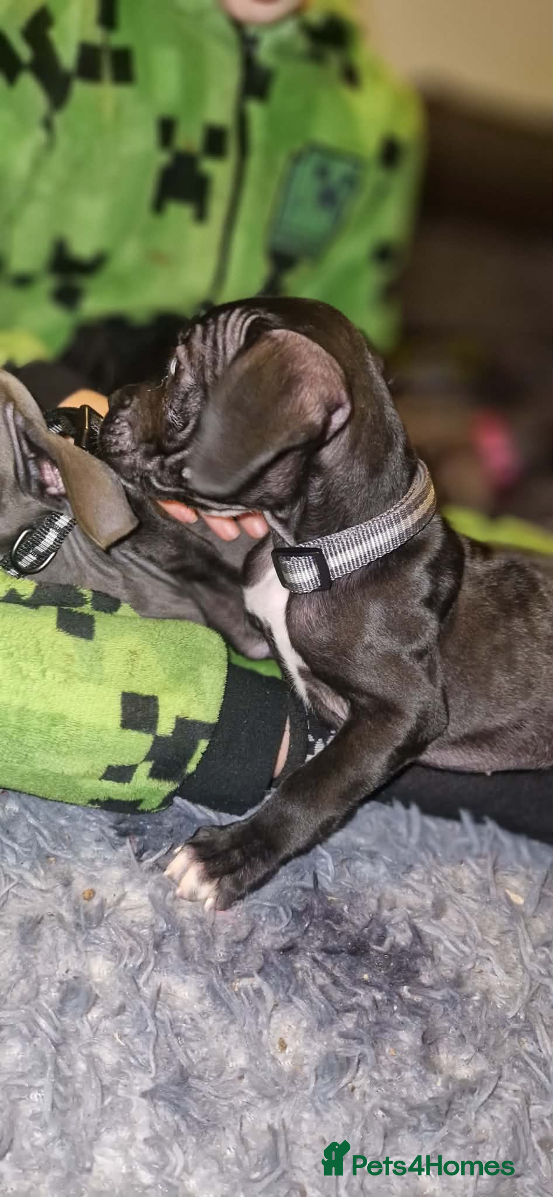 Mixed Breed dogs for sale: Cane corso hybrid - Advert 6