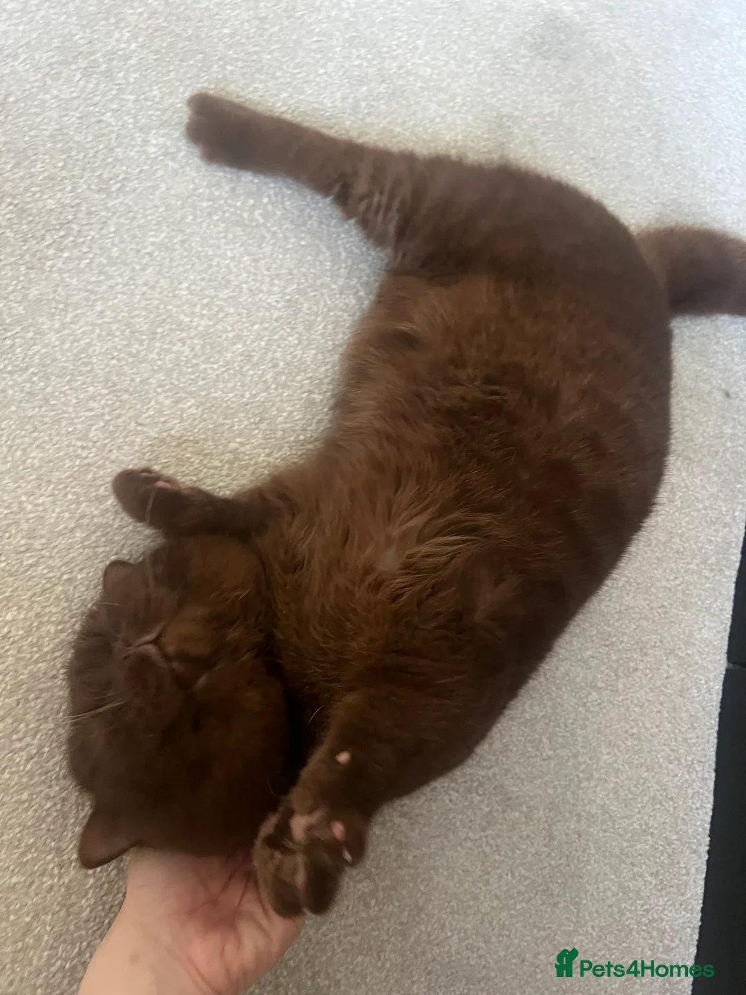 British Shorthair cats for sale: Active chocolate British short hair male - Advert 14