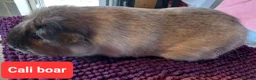 Guinea Pig rodents for sale: Rex sows/boars, Aby, cali guinea pigs. - Advert 18
