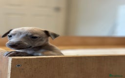 Whippet dogs for sale: READY NEXT WEEK! GORGEOUS WHIPPET PUPPIES - Image 23