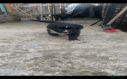 Border Collie dogs for sale: Border collie puppies  - Image 10