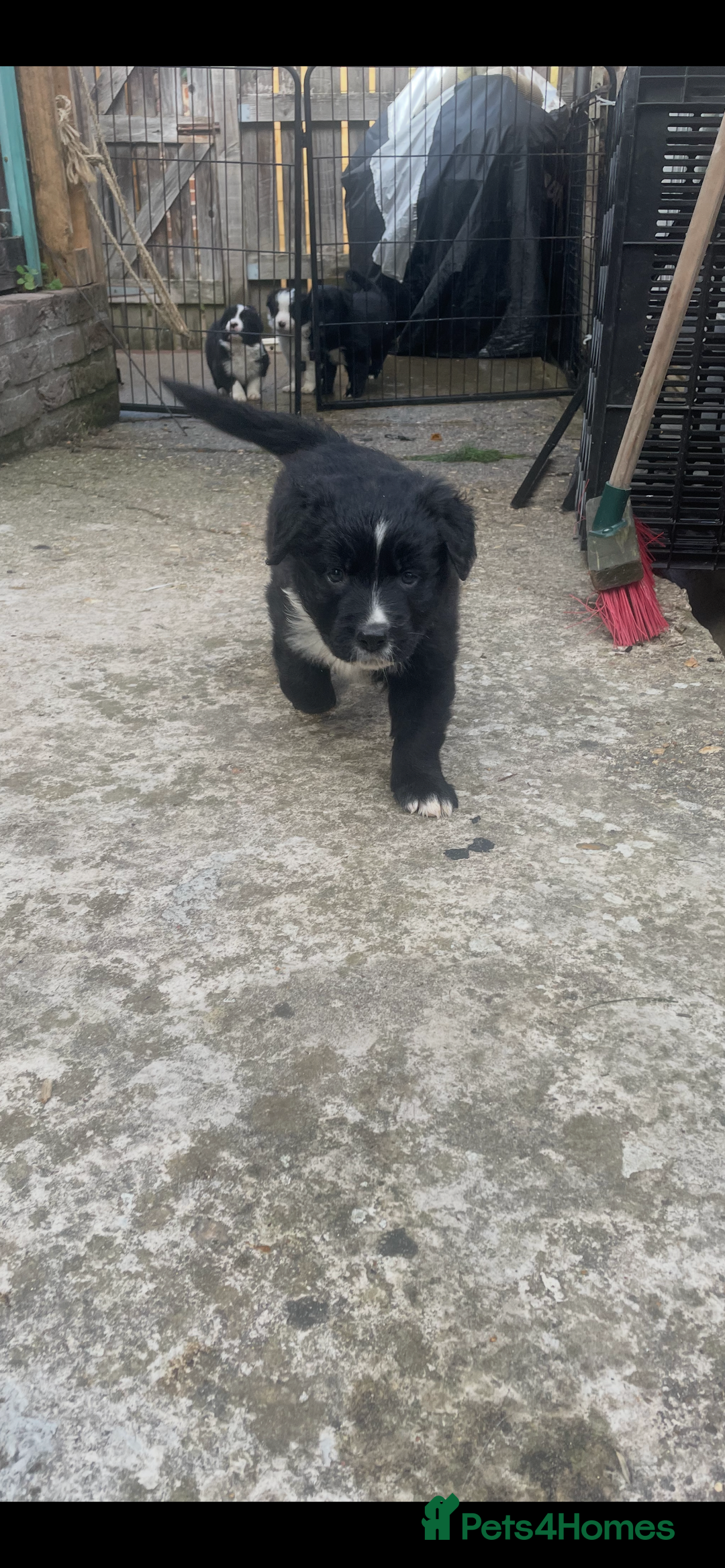 Border Collie dogs for sale: Border collie puppies  - Image 10