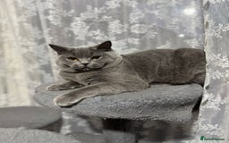 British Shorthair cats for sale: British Shorthair Blue Girls - Image 5