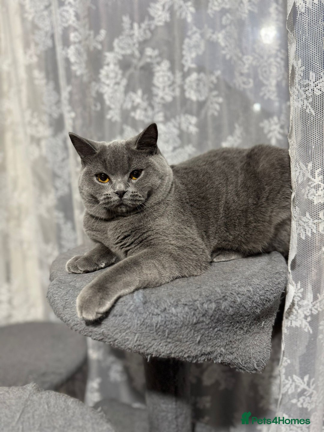 British Shorthair cats for sale: British Shorthair Blue Girls - Image 5