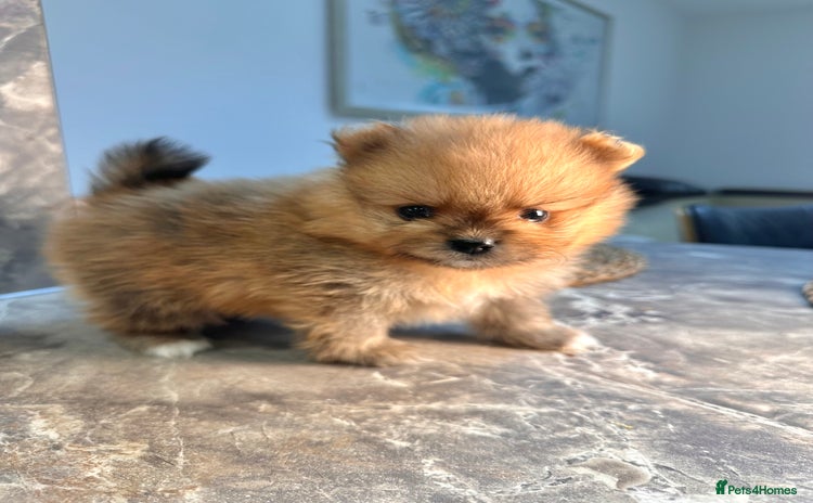 Pomeranian dogs Pomeranian teddy bear face puppies🐶 - Advert 1