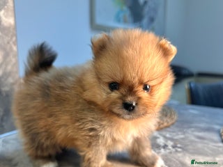 Pomeranian dogs Pomeranian teddy bear face puppies🐶 - Advert 2