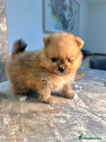 Pomeranian dogs Pomeranian teddy bear face puppies🐶 - Advert 1