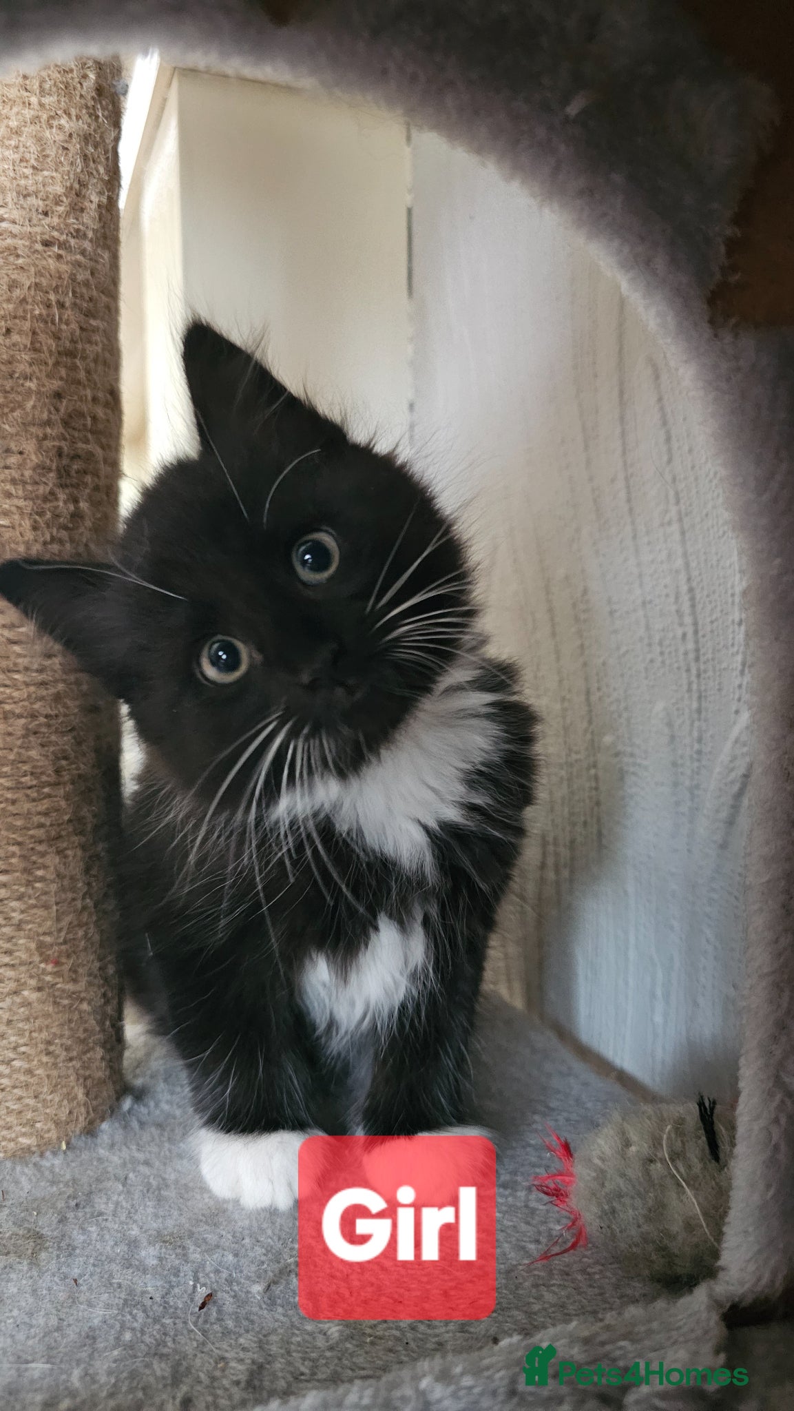 Mixed Breed cats ADORABLE FLUFFY KITTENS LOOKING FOR THEIR NEW HOME - Advert 6