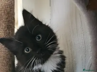 Mixed Breed cats ADORABLE FLUFFY KITTENS LOOKING FOR THEIR NEW HOME - Advert 13