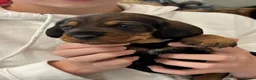 Dachshund dogs for sale: Standard Wired Haired Dachshund/ Teckel  - Advert 8