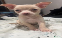 Chihuahua dogs for sale: Beautiful girl grey and black Chihuahua puppy - Image 8