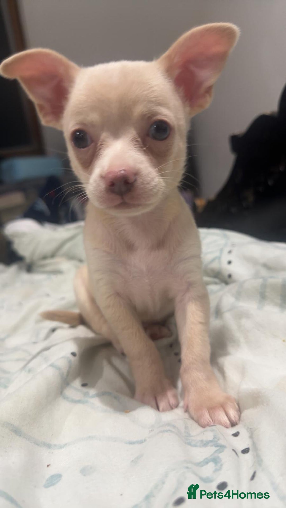 Chihuahua dogs for sale: Beautiful girl grey and black Chihuahua puppy - Image 8