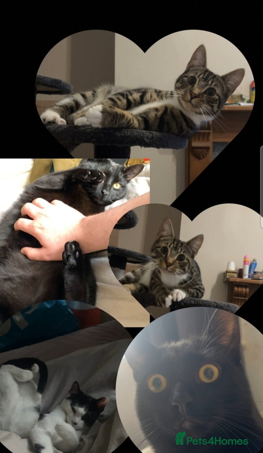 American Shorthair cats for sale: £0 Lovable cats for adoption to go in pairs - Image 1