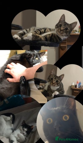 American Shorthair cats - Advert 2