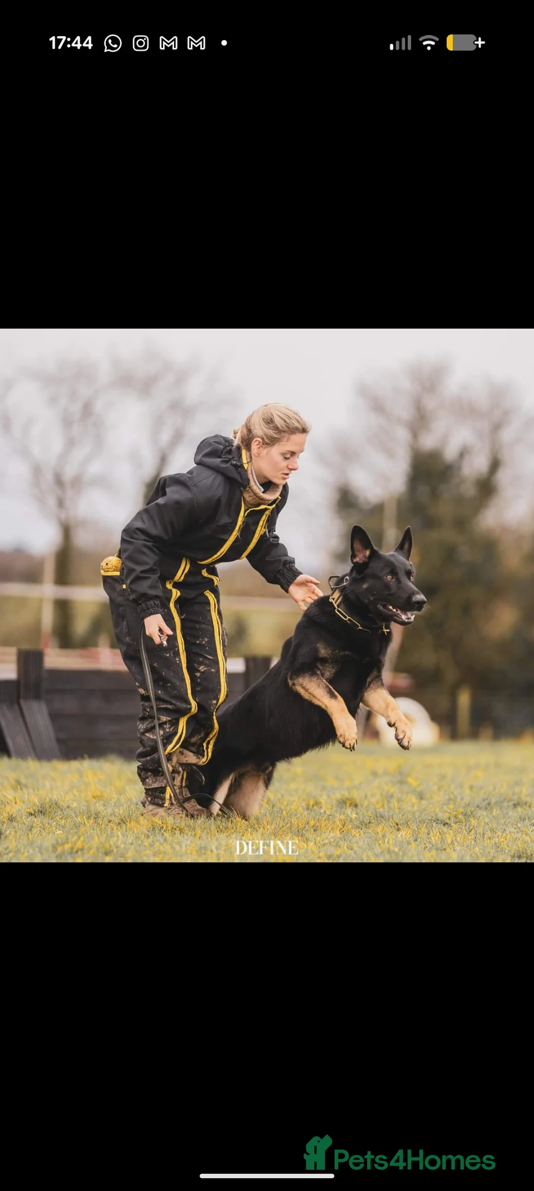 German Shepherd dogs for stud: Stunning KC Registered German Shepherd for STUD in Alfreton - Advert 1