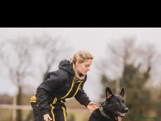 German Shepherd dogs Stunning KC Registered German Shepherd for STUD in Alfreton - Advert 1