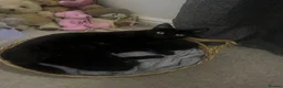 Domestic Shorthair cats for sale: 2 black kittens 1 male 1 female ready now! in Exeter - Advert 5