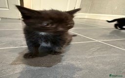 Mixed Breed cats for sale: Fluffy kitten looking for there home - Image 6