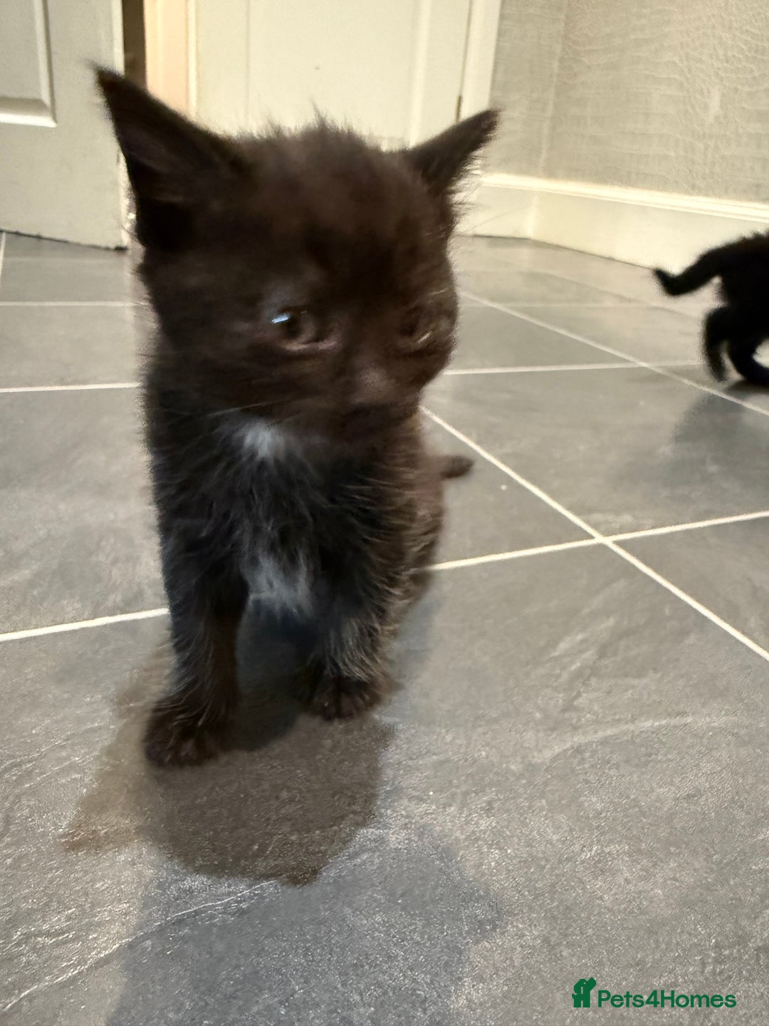 Mixed Breed cats for sale: Fluffy kitten looking for there home - Image 6