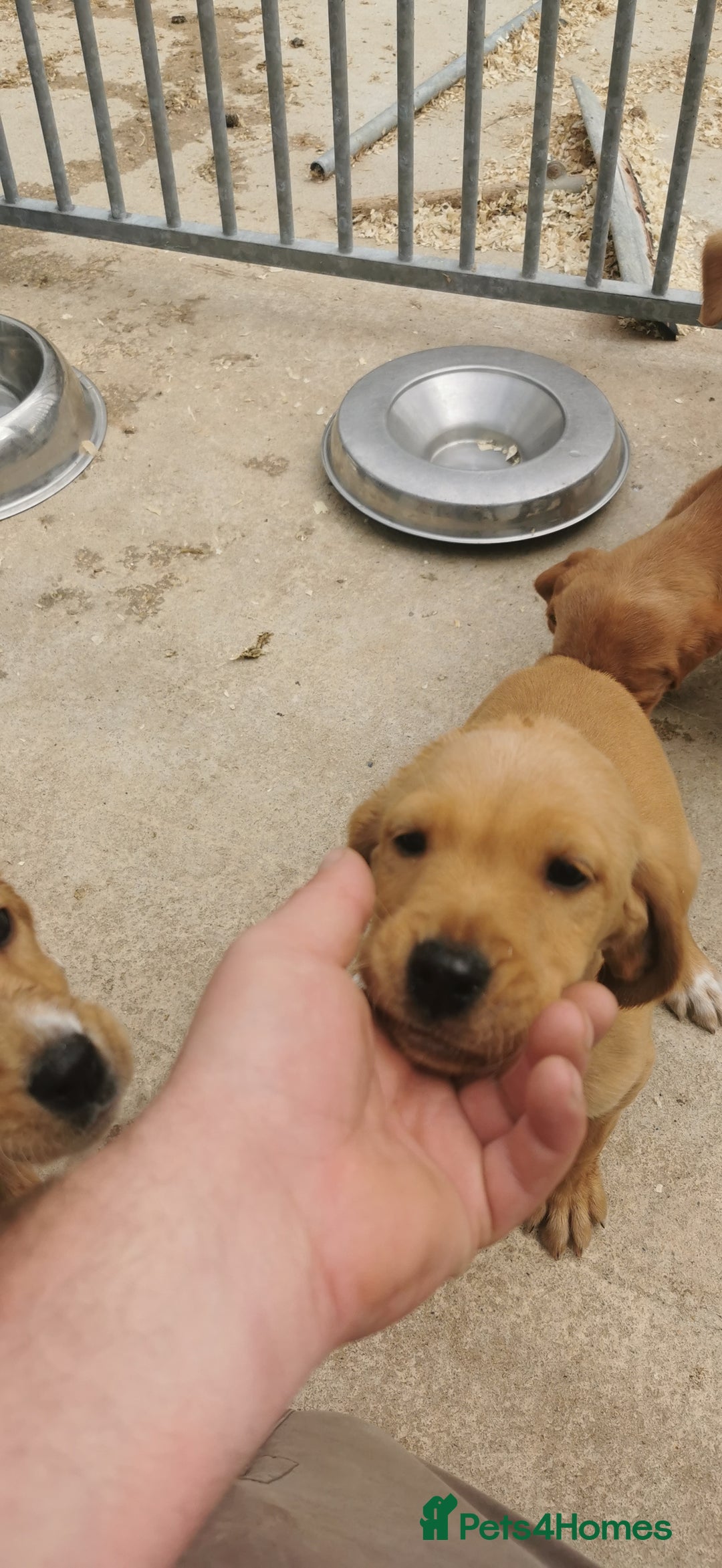 Mixed Breed dogs for sale: Beautiful litter of f1 setterdors  - Image 11