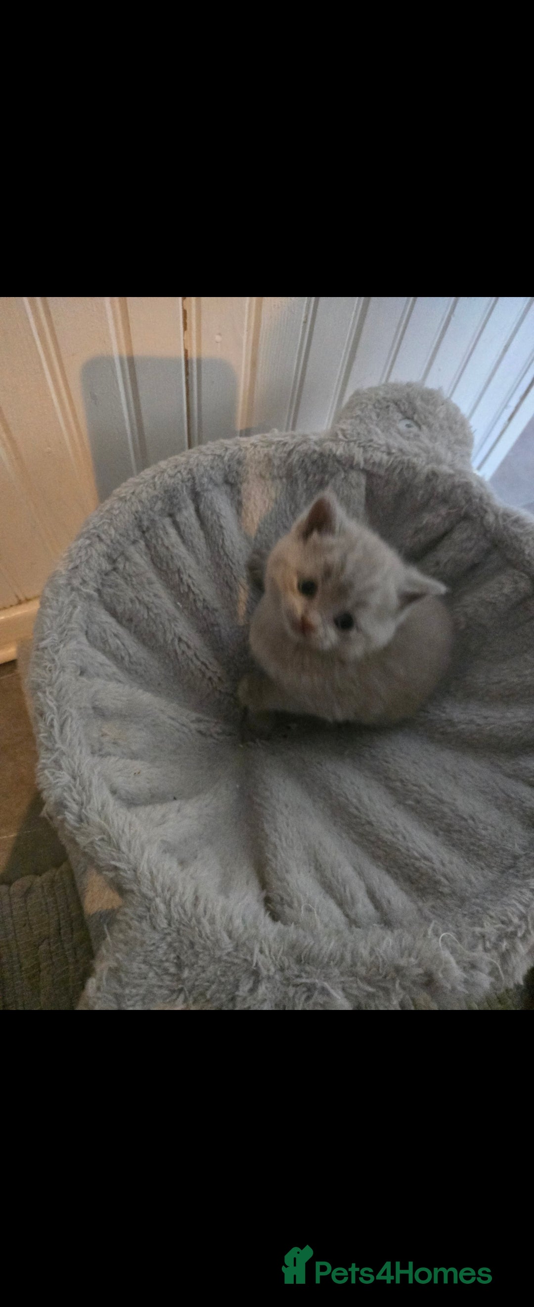 British Shorthair cats for sale: Britishshort hair kitten ready now - Image 5