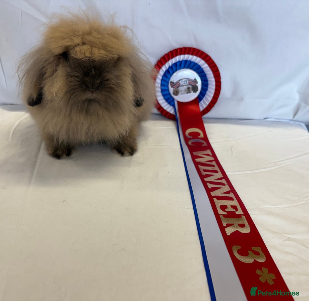 Mini Lion Lop rabbits for sale: Double mane lionlops ready now - Image 8